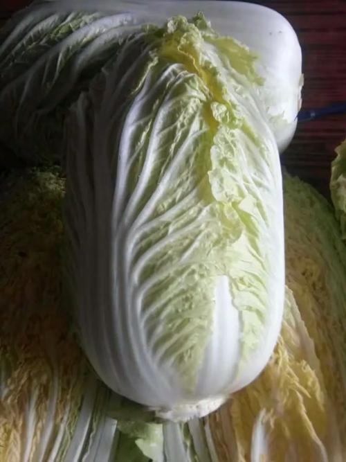 發展國內現代綠色農業,無公害農產品,等食品產業,造福人生